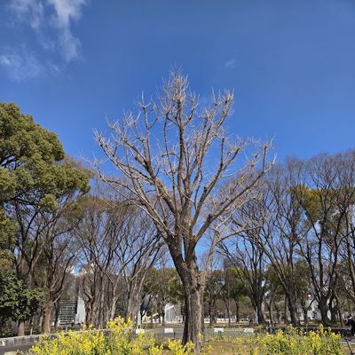 시라카와 공원
