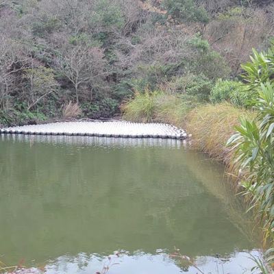 Narcissus Garden